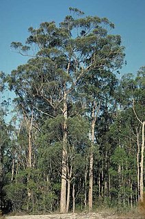 <i>Eucalyptus carnea</i> Species of eucalyptus
