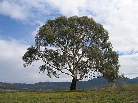 Eucalyptus_rubida