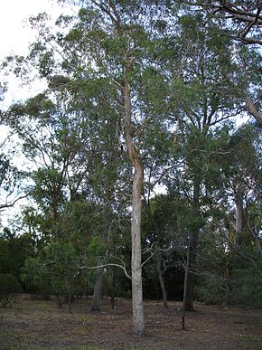 Beskrivelse av bildet Eucalyptus rudis.jpg.