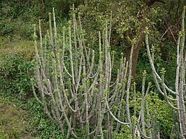 Euphorbia caducifolia