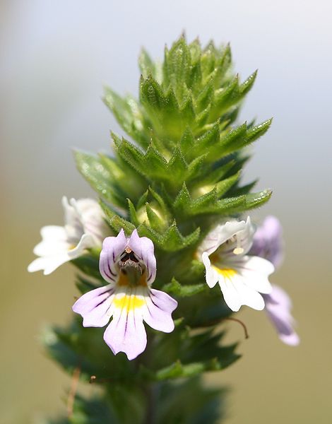 File:Euphrasia stricta-01 (xndr).jpg