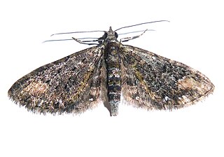 <i>Eupithecia gradatilinea</i> Species of moth