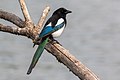 * Nomination An Eurasian magpie (Pica pica) on a branch in Gennevilliers, France. --Alexis Lours 15:39, 8 June 2022 (UTC) * Promotion Very nice. -- GuavaTrain 16:07, 8 June 2022 (UTC)