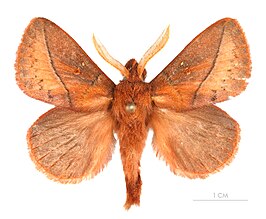 Euthrix tamahonis