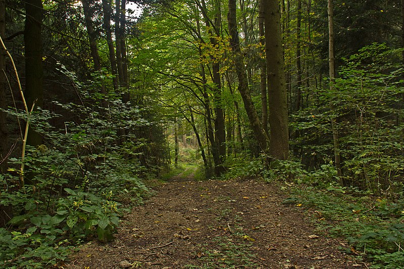 File:Fürnbergsche Poststraße bei Aschelberg.jpg