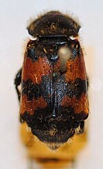 Miniatura para Nicrophorus antennatus