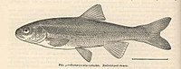 Richardsonius egregius