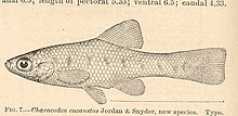 FMIB 40473 Charcodon encaustus Jordan & Snyder, новый вид Type.jpeg