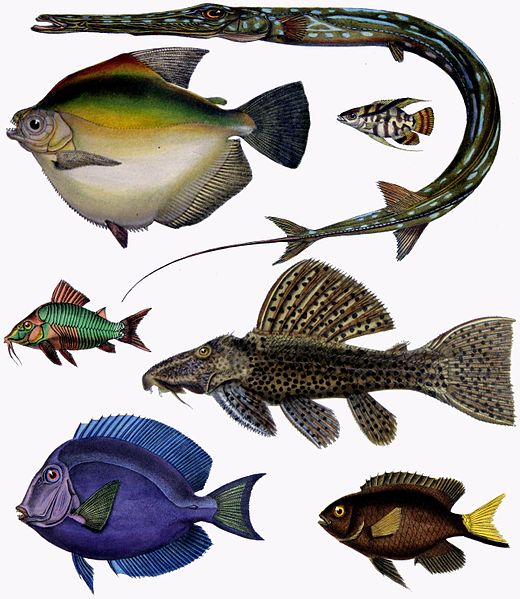 File:F de Castelnau-poissons - Diversity of Fishes (Composite Image).jpg