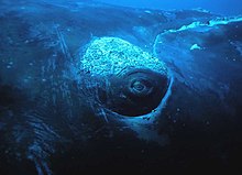 Right whale eye Face to face with the whale under water - panoramio.jpg