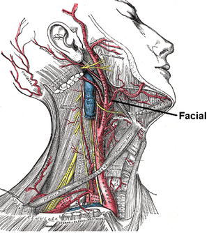 Superficial dissection of the right side of the neck, showing the carotid and subclavian artery. Branch of facial artery labeled Facial artery.PNG