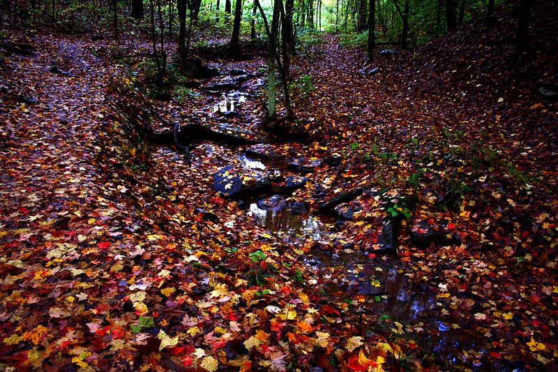 File:Fall-leaves-creek - West Virginia - ForestWander.jpg