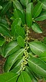 Palsu Kapur (Suregada multiflora) 2.jpg