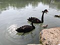 * Nomination Family of Black Swans --星外之神 02:26, 9 December 2023 (UTC) * Decline  Oppose poor composiiton --Charlesjsharp 09:15, 9 December 2023 (UTC)