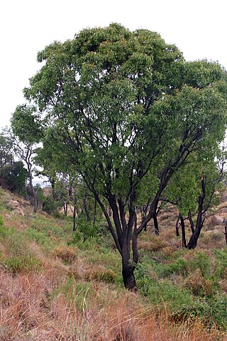 <i>Faurea saligna</i> Species of tree of the family Proteaceae from Africa