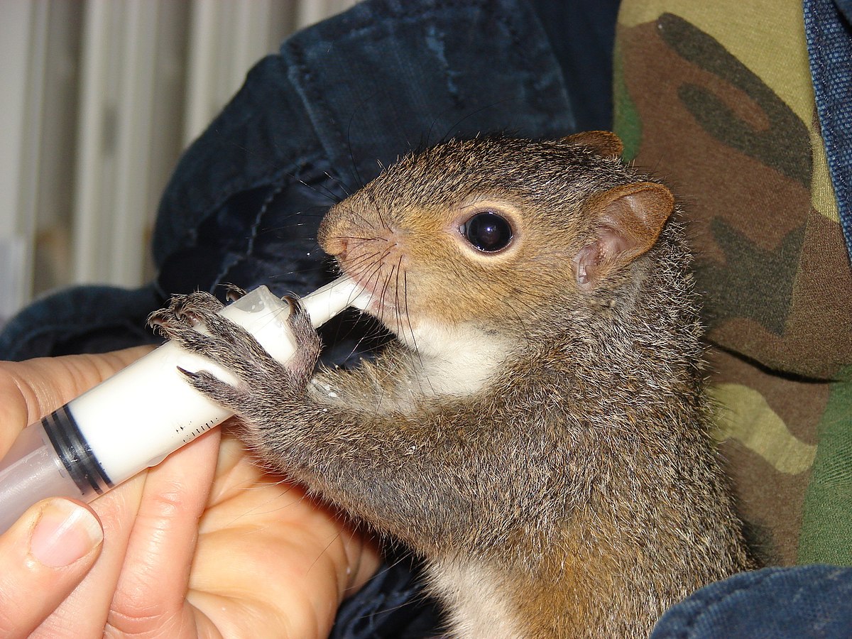 A Wild Life: Center for Wildlife Rescue, Rehabilitation, and Release