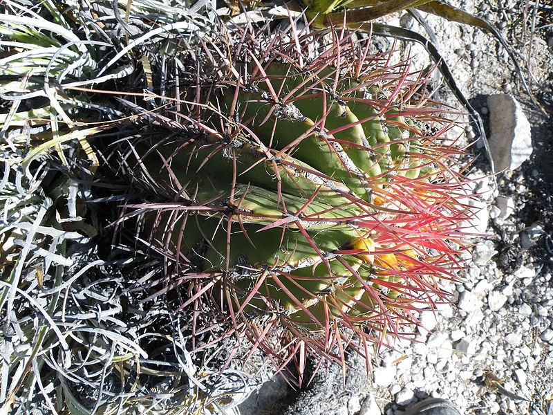 File:Ferocactus pilosus (5781933728).jpg