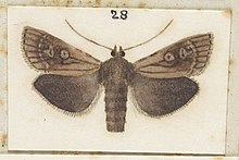 Male P. temperata illustrated by George Hudson. Fig 28 MA I437609 TePapa Plate-X-The-butterflies full (cropped).jpg
