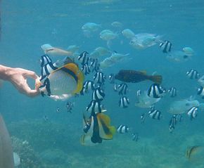 Una mano che tiene il pane è stesa sott'acqua e diverse dozzine di pesci di specie diverse si precipitano dentro.