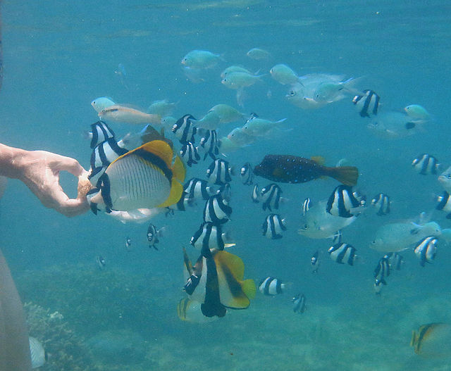 Une main tenant du pain est tendue sous l'eau, et plusieurs dizaines de poissons de différentes espèces s'y précipitent.