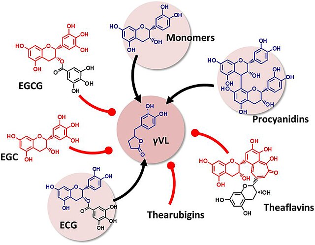 Flavan-3-ol precursors of the microbial metabolite 5-(3′/4′-dihydroxyphenyl)-γ-valerolactone (gVL). Only compounds with intact (epi)catechin moiety re