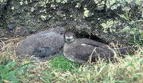 Kermadec Petrel by Lance Andrewes