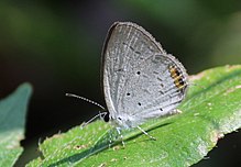 Flora i fauna u Chinnaru WLS Kerala IMG 6538.jpg