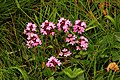 Flowers at Simplonpass June 2023