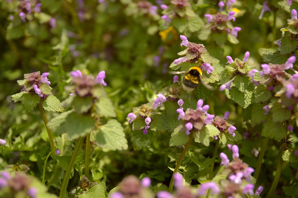 Flwers in Czarna Gora.JPG