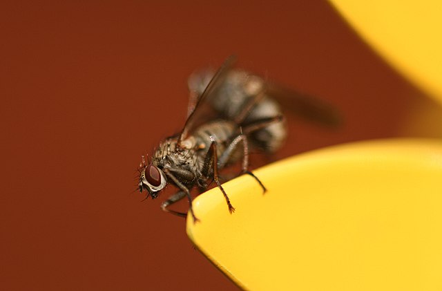 File Fly Sex 2069089847 Wikimedia Commons