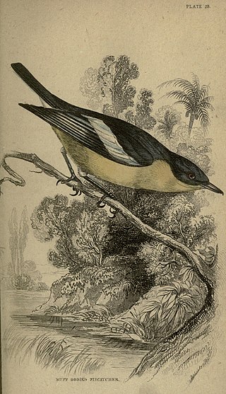 <span class="mw-page-title-main">Yellow-bellied hyliota</span> Species of bird