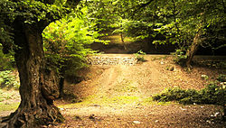 250px-Forest_in_mazandaran.jpg