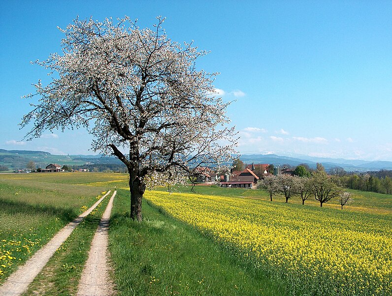 File:Frühlingslandschft Aaretal Schweiz.jpg