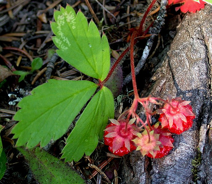 File:Fragaria virginiana 15-p.bot-fraga.virgin-24.jpg