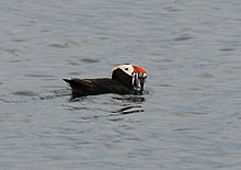 Macareux en recherche de petits poissons pour nourrir ses poussins.