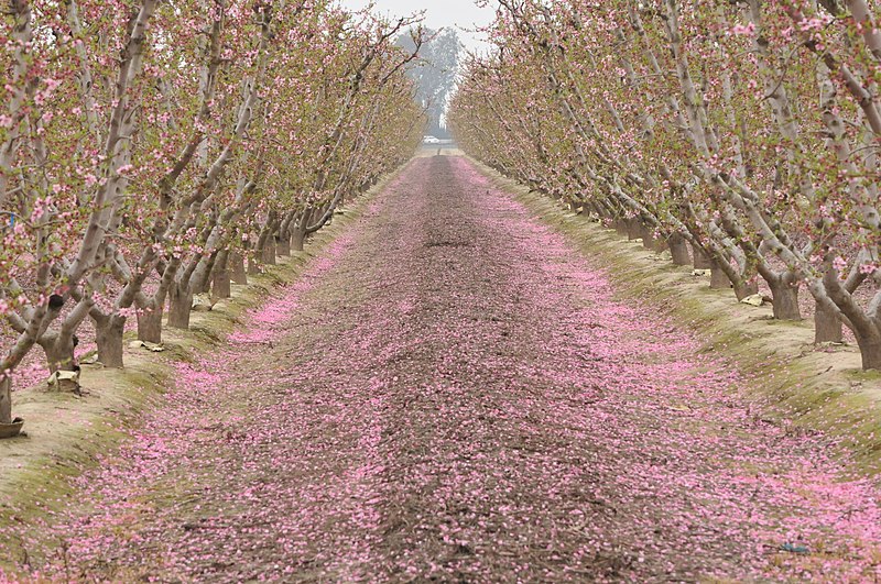 File:Fresno blossom trail.jpg