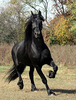 Kuda: Etimologi, Biologi, Sejarah kuda