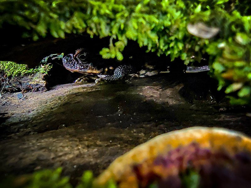 File:Frog inside a dead tree.jpg