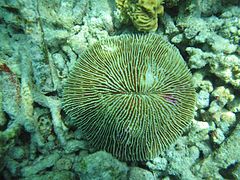 Mushroom coral Fungia fungites