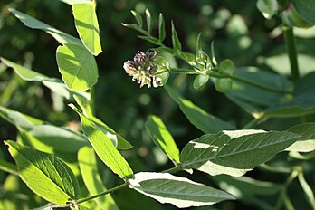 Flower buds<br> Gardenia-Helsinki, Finland