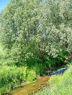 The Gardęga near the village of Szynwałd (Groß Schönwald)