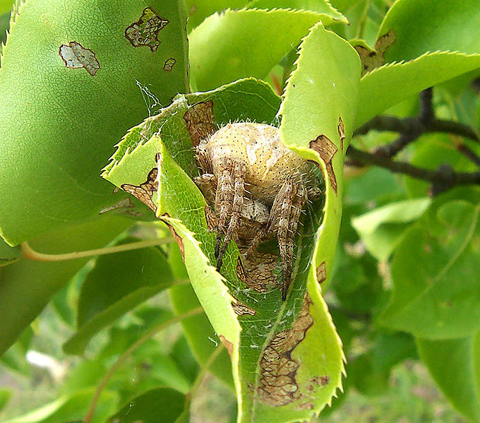 File:Garden orb weaver20.jpg