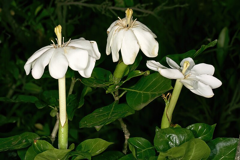 File:Gardenia thunbergia 1DS-II 4-2734.jpg