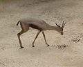 Speke's gazelle (female)