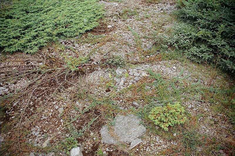 File:Gerry's Nose NFLD Juniperus horizontalis.JPG