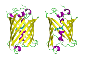 GFP molecules drawn in cartoon style, one fully and one with the side of the beta barrel cut away to reveal the chromophore (highlighted as ball-and-stick). From PDB: 1GFL . Gfp and fluorophore.png