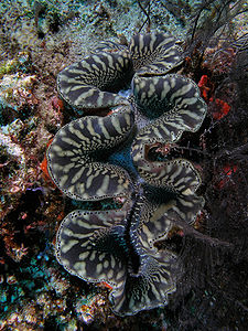 Giant clam black&white komodo.jpg