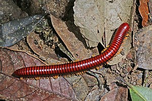 Millipede