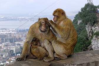 02/09: Mones de Gibraltar (Macaca sylvanus)