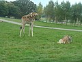 Giraffa camelopardalis rothschildi Jirafa de Rothschild
